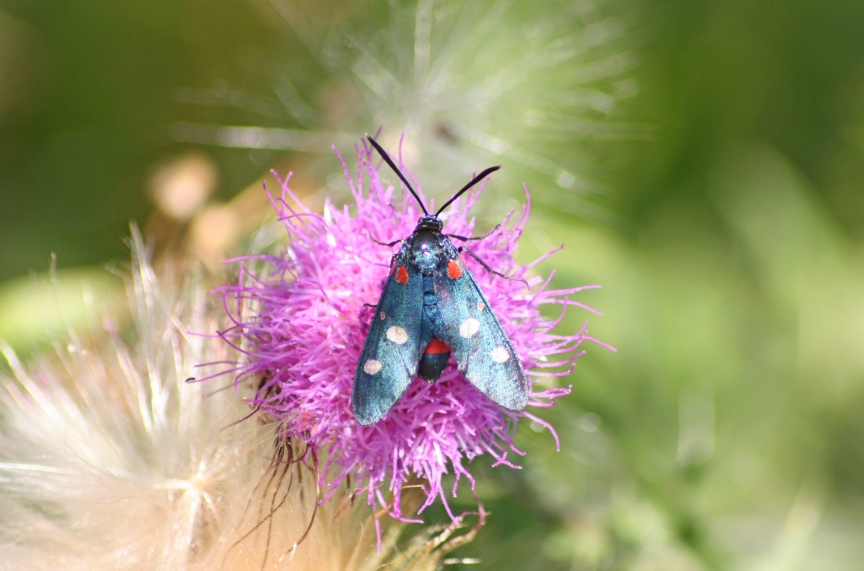 Amata phegea - Erebidae Arctiinae.........dal Trentino